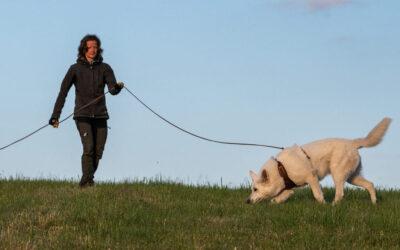 Mantrailing – jak probíhá trénink a&nbsp;co si na&nbsp;něj připravit?