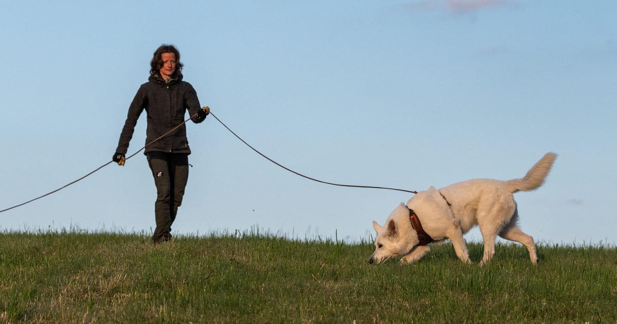 mantrailing dogsense